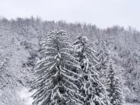 Mächtige, verschneite Fichten hinter Holzhaus